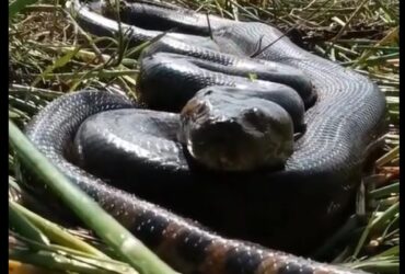 As sucuris são animais importantes para o equilíbrio ecológico. Elas ajudam a controlar a população de outros animais, como roedores e capivaras.