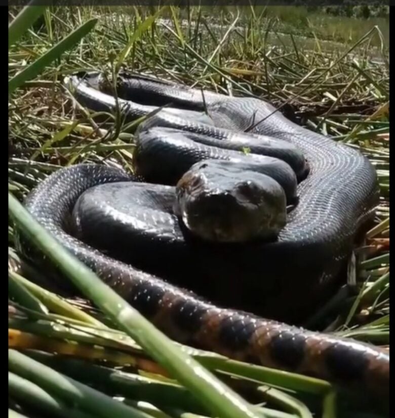 As sucuris são animais importantes para o equilíbrio ecológico. Elas ajudam a controlar a população de outros animais, como roedores e capivaras.