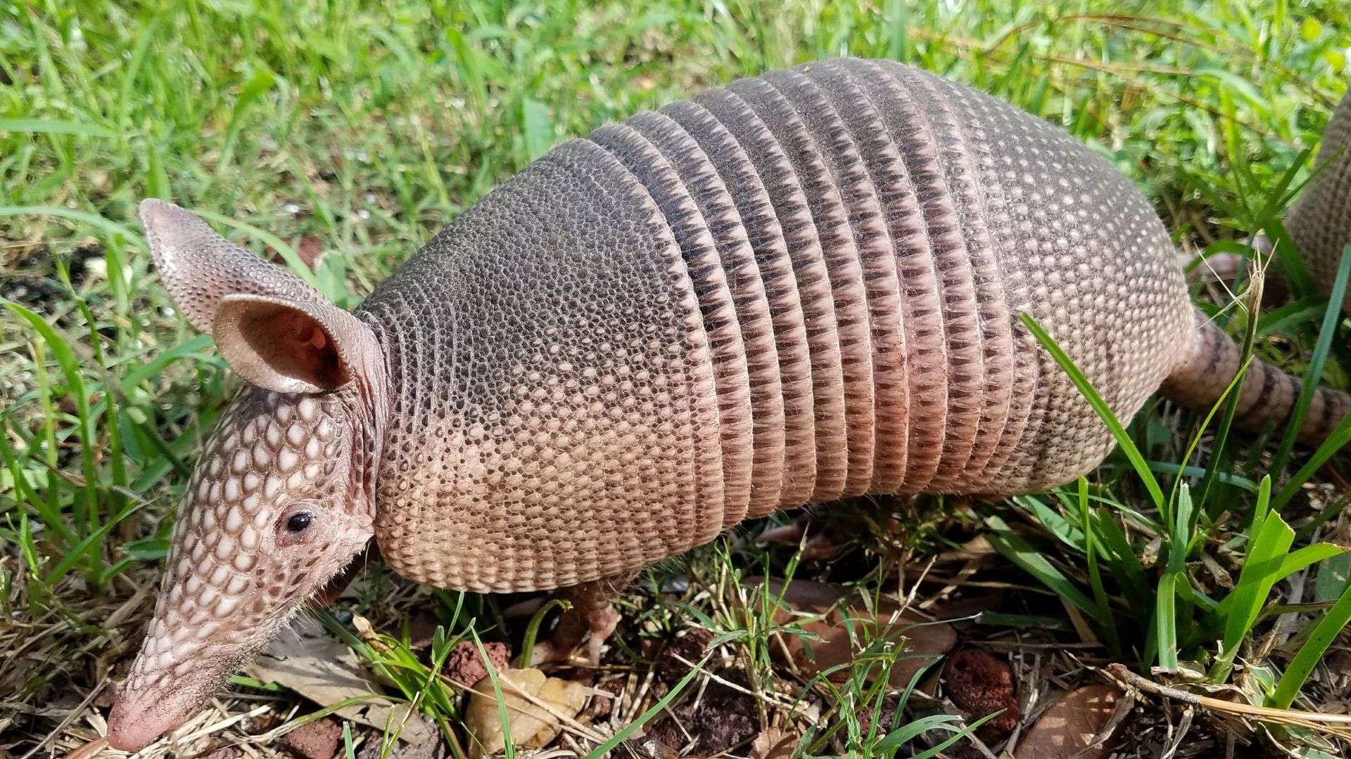 Os tatus são importantes para o meio ambiente, pois ajudam a controlar a população de insetos e outros invertebrados. Eles também ajudam a revolver o solo, o que contribui para a ciclagem de nutrientes.