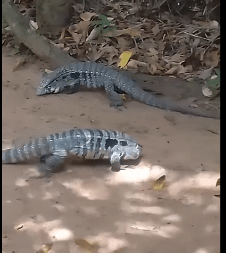 Em geral, os teiús são considerados animais ariscos, mas podem se tornar agressivos quando se sentem ameaçados.