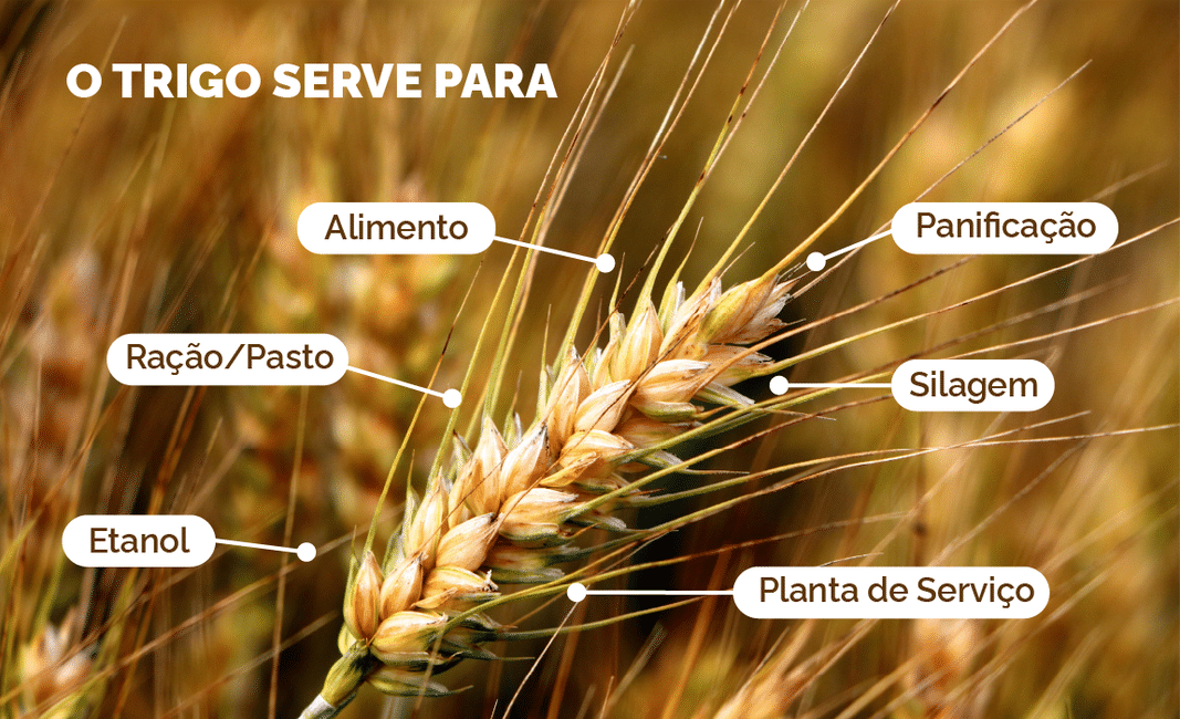 Trigo tropical: como o Mapa e a Embrapa trabalham para aumentar a produção do cereal no Brasil