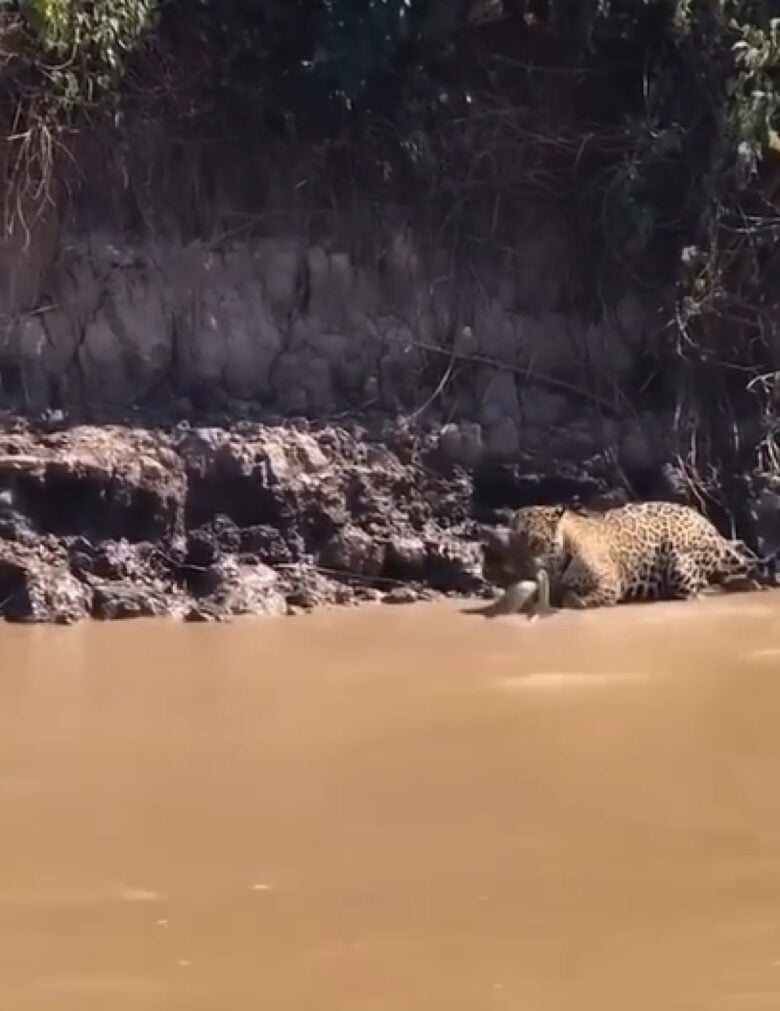 Quando uma onça-pintada encontra uma sucuri, ela ataca com força e velocidade