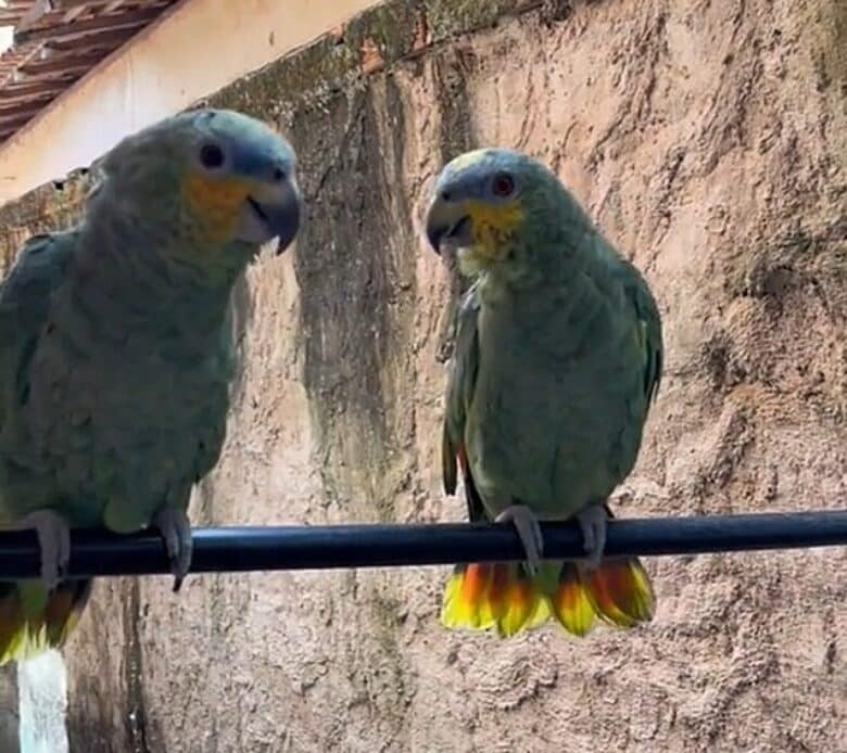 A capacidade de imitar a voz humana é uma característica que ocorre em várias espécies de aves, incluindo papagaios, periquitos, cacatuas e araras.