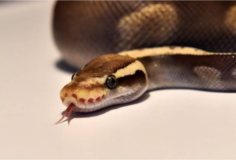 SERPENTE