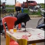 Num calorento dia de verão, um grupo de amigos estava tranquilamente em um bar, aproveitando os raios de sol e se refrescando com uma boa cerveja gelada.