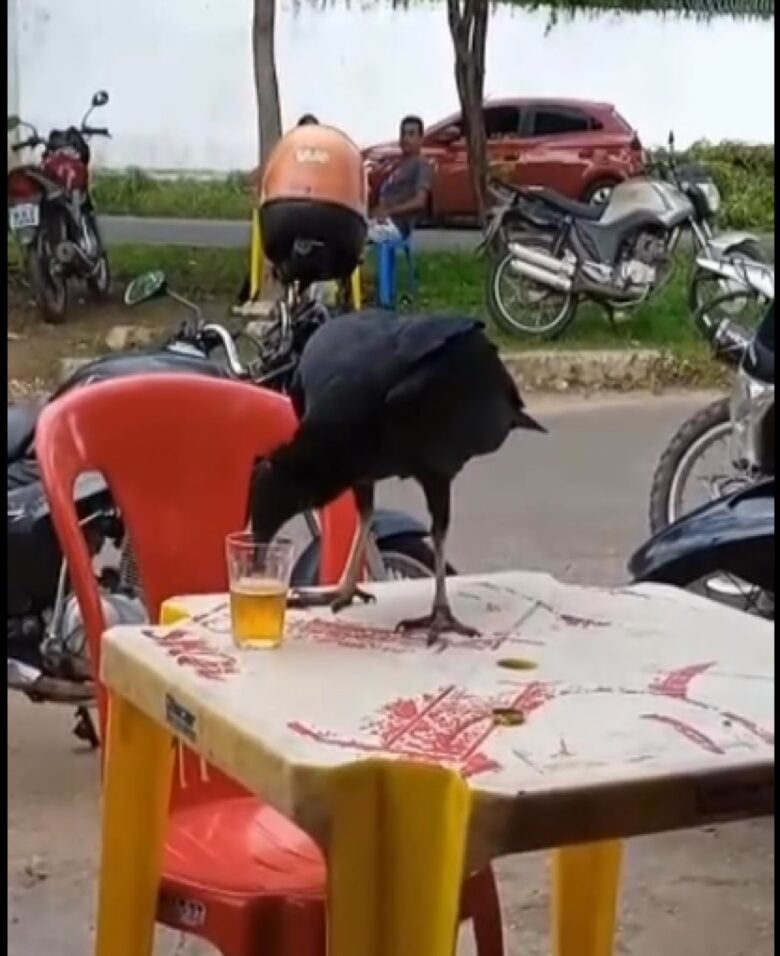 Num calorento dia de verão, um grupo de amigos estava tranquilamente em um bar, aproveitando os raios de sol e se refrescando com uma boa cerveja gelada.