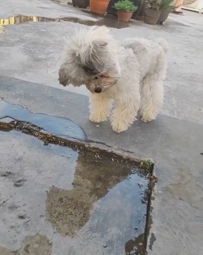 Ah, a internet, esse lugar maravilhoso onde um cachorrinho se descobrindo na poça d'água é motivo de notícia e entretenimento para todos nós.