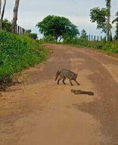 A jiboia, com seu jeito majestoso, deslizava elegantemente pelo ambiente, lançando olhares curiosos à procura de um petisco suculento.