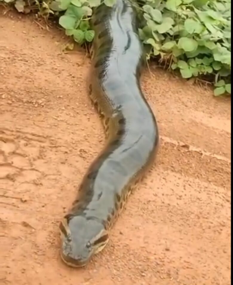 A sucuri, com um movimento tão lento quanto inexorável, deslizou de volta para a vegetação, desaparecendo como uma miragem.