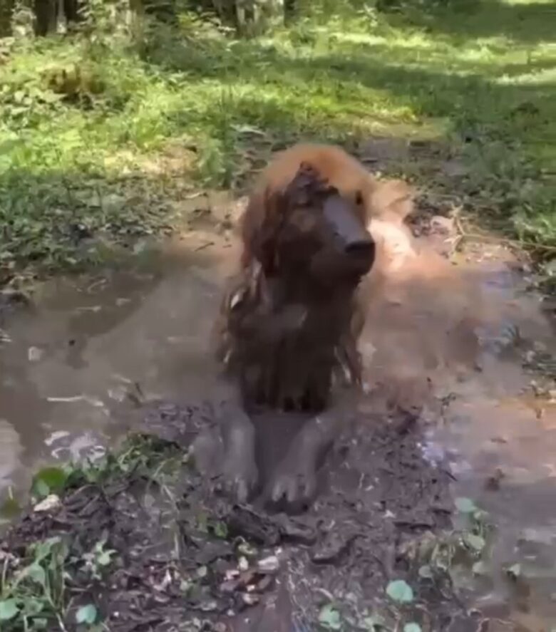 Ah, o verão no Brasil e suas ondas de calor insanas! Mas eis que surge uma estrela improvável para nos ensinar como driblar esse clima: um adorável Golden Retriever, o herói do frescor canino!