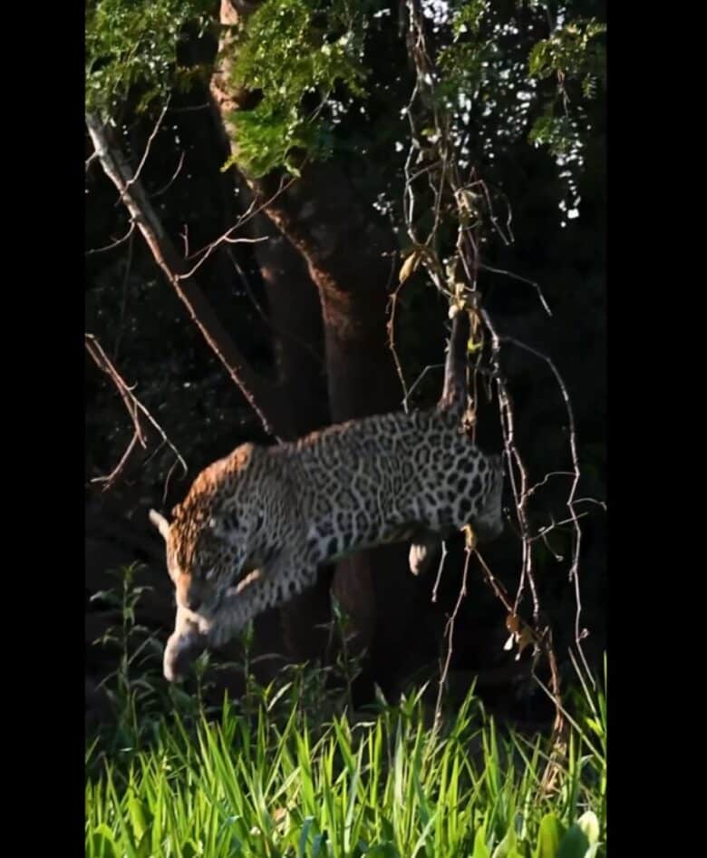 É uma cena que desafia a expectativa e encanta os amantes da natureza: as onças-pintadas, mestres da camuflagem e agilidade, utilizam as árvores como postos de observação, estratégia comum para visualizar suas presas nos rios pantaneiros.