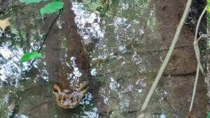 Guia turístico encontra gigante cobra sucuri: lindo espetáculo da natureza