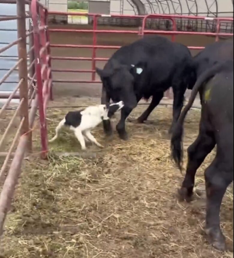 Cães pastores são cães inteligentes e fáceis de treinar. Eles são frequentemente usados ​​em trabalhos como pastoreio, busca e resgate, e trabalho policial.