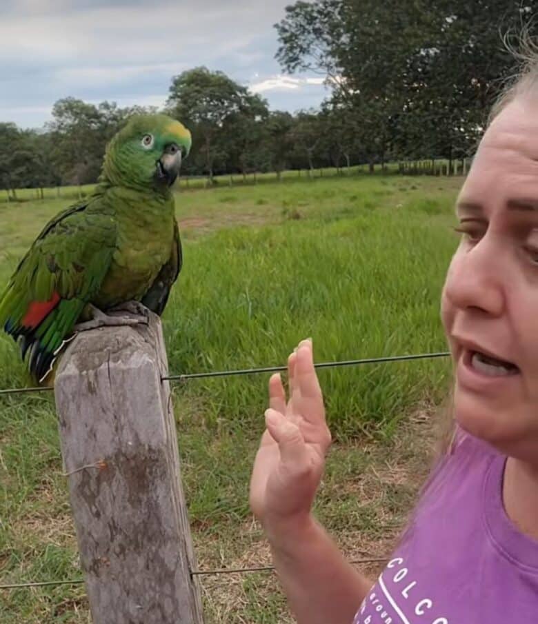 A estrela das redes sociais, Papagaio Bicudo, com seu penacho impecável e um repertório de respostas afiadas, está causando furor entre os amantes de pássaros e entusiastas da comédia animal.