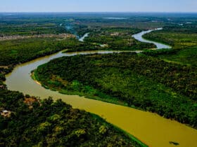 Incêndios no Pantanal crescem 974% em 2024 e Mato Grosso está entre os estados mais afetados