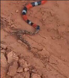 Incrível vídeo mostra cobra-coral devorando outra serpente