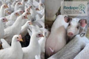Custos de produção recuam no frango e avançam no suíno em outubro