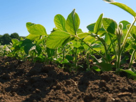 Mapa publica o registro de mais 51 agrotóxicos para controle de pragas na agricultura