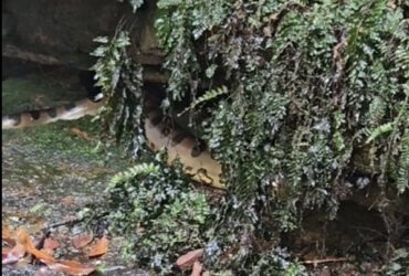 As cachoeiras são uma fonte de alimento para as sucuris. Elas atraem uma variedade de animais, como peixes, aves e mamíferos, que são presas das sucuris.