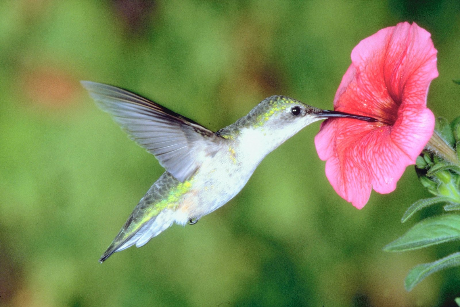 Beija-flor voando no selvagem - Fotos do Canva