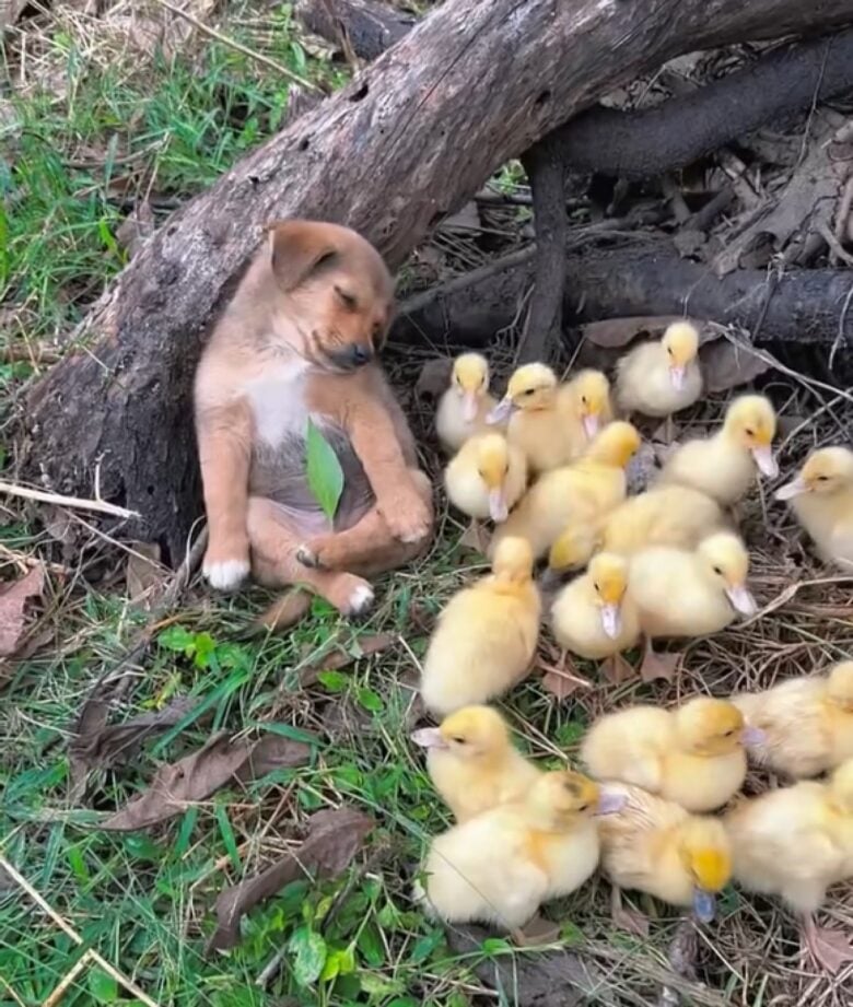 Cãozinho adormece ao lado de patinhos e viraliza nas redes