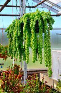 Close up de uma corda de suspensão dos feijões - Fotos do Canva