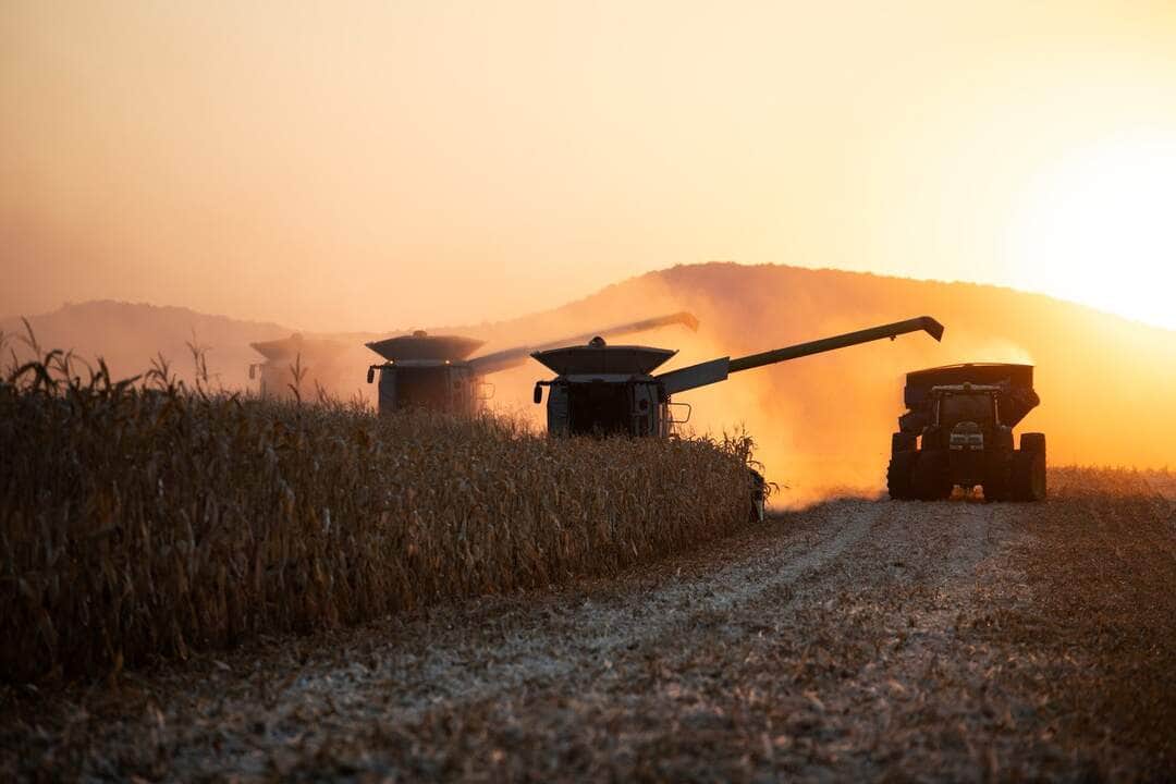 Corn Harvest - Fotos do Canva