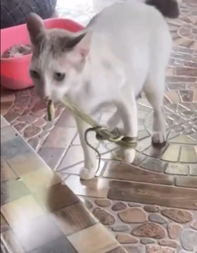 A cena inusitada mostra o felino lutando para se locomover com o réptil no corpo