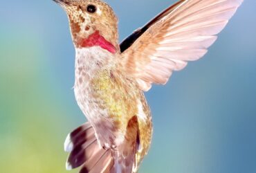 Hummingbird Photograph Talamanca Hummingbird - Fotos do Canva