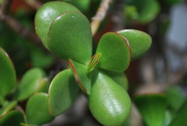 Jade Plant - Fotos do Canva