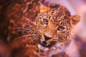 Fofura selvagem: câmeras registram filhotes de onça-pintada brincando sob o olhar atento da mãe no Pantanal
