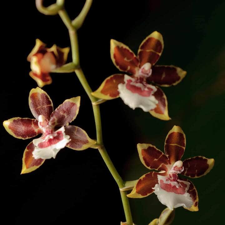 Orquídea Oncidium - Fotos por Canva