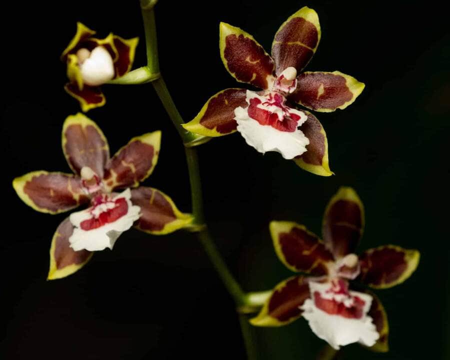 Orquídea Oncidium - Fotos por Canva