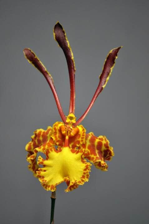Orquídea Oncidium - Fotos por Canva