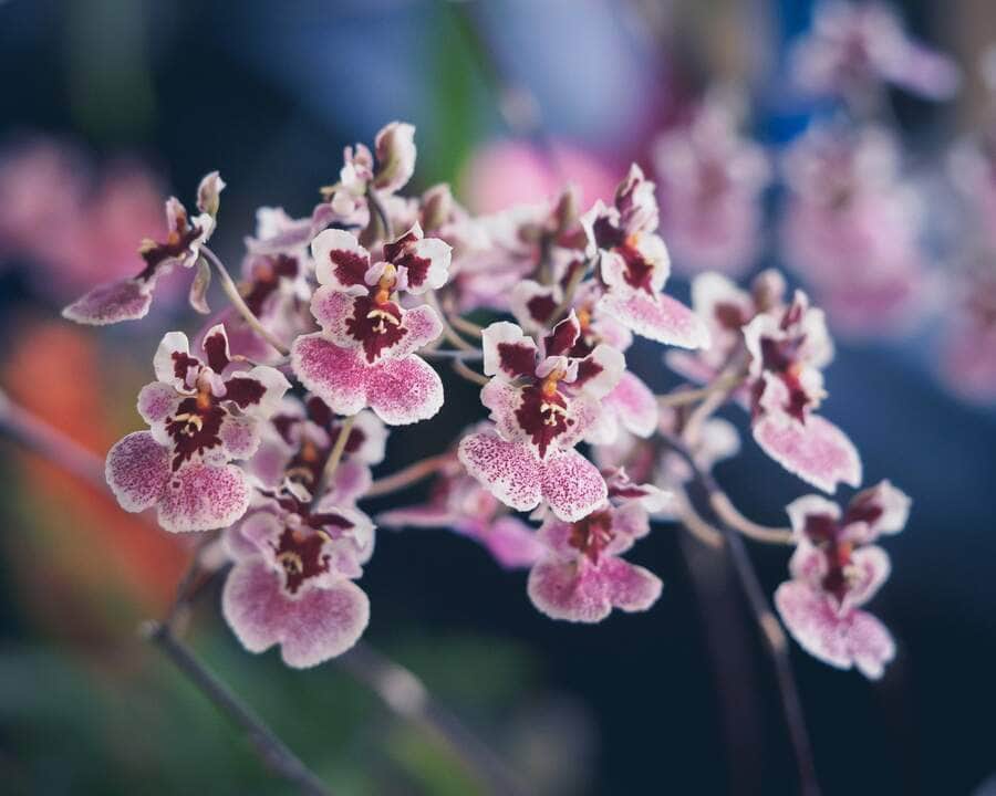 Orquídea Oncidium - Fotos por Canva