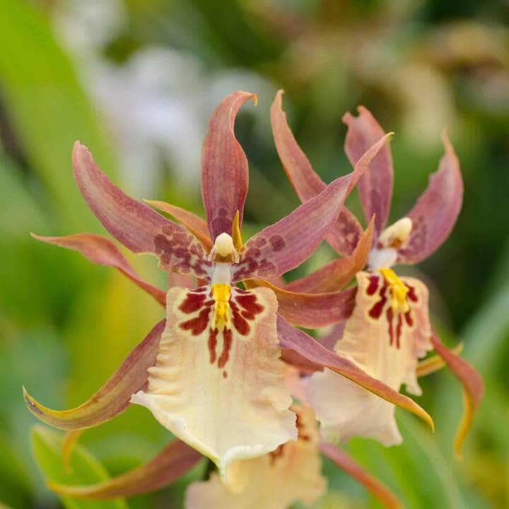 Orquídea Oncidium - Fotos por Canva