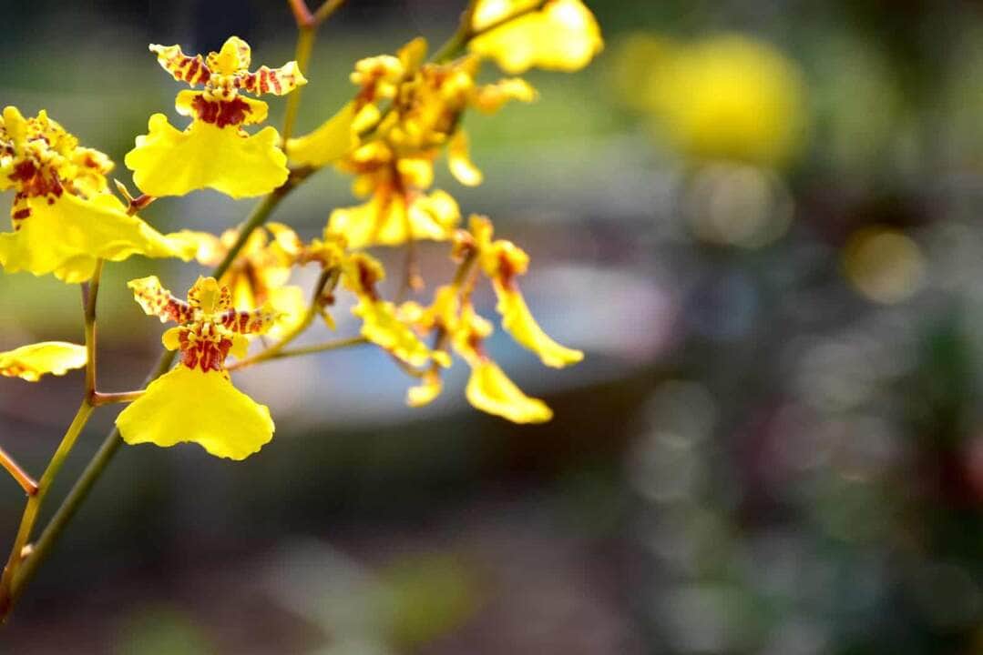 Orquídea Oncidium - Fotos por Canva