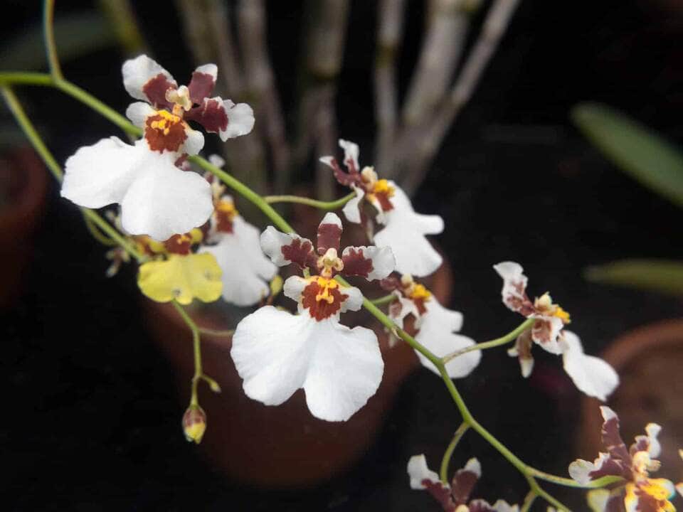 Orquídea Oncidium - Fotos por Canva