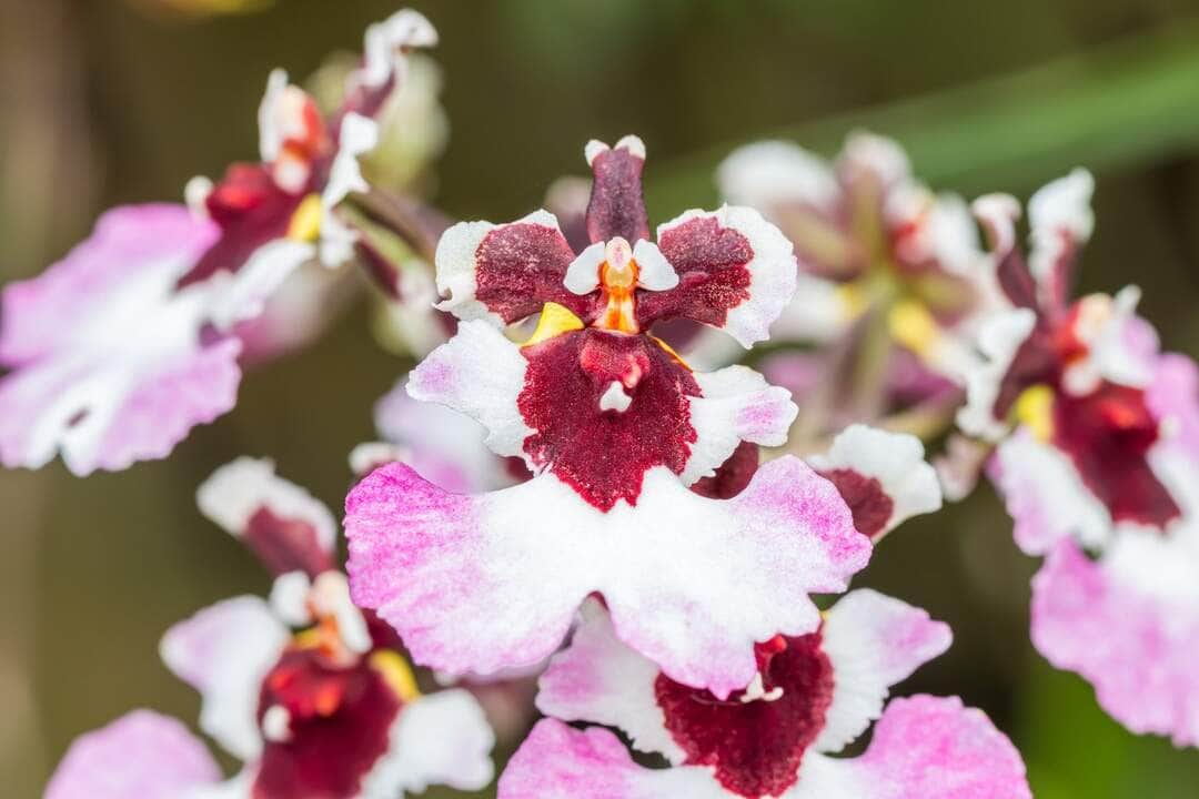 Orquídea Oncidium - Fotos por Canva
