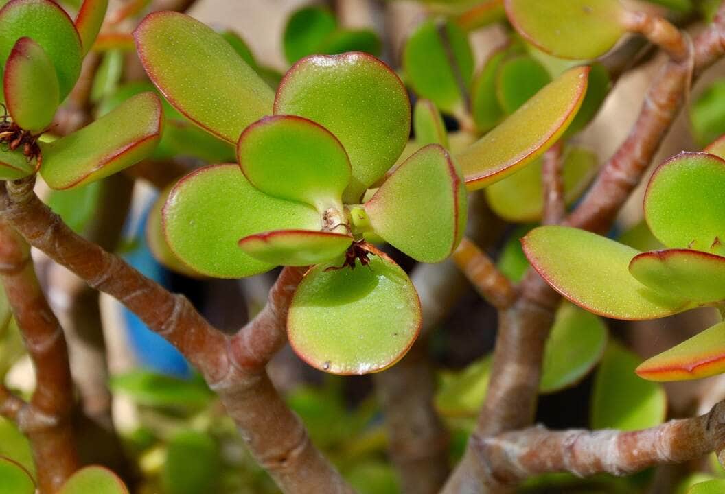 Planta Jade - Fotos do Canva