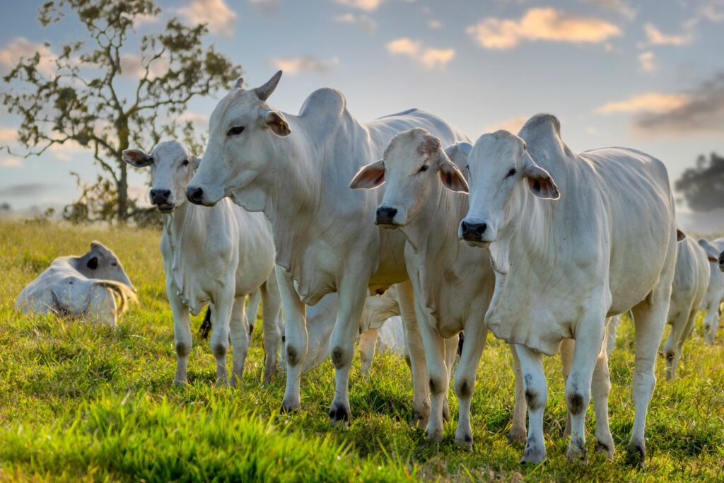 Rebanho Bovino Mato Grosso Segue Como Líder Nacional Cenáriomt 5949