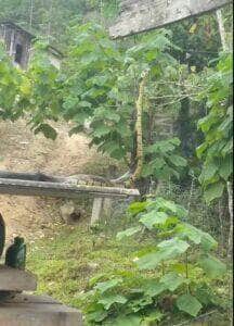A caninana (Spilotes pullatus), também conhecida como cobra-caninana, é uma serpente não venenosa comum nas Américas Central e do Sul, conhecida por sua aparência marcante e hábitos terrestres.