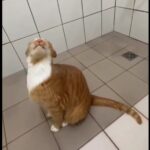 O gato aparece no vídeo debaixo do chuveiro relaxando merecidamente, enquanto a água cai sobre seu corpo.