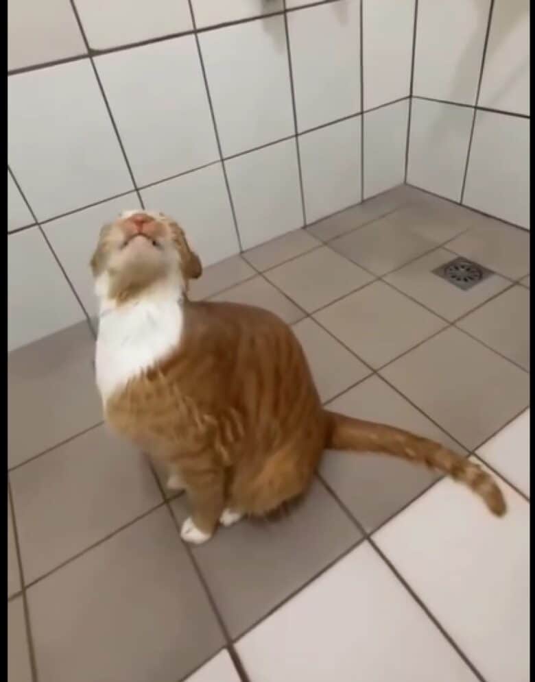 O gato aparece no vídeo debaixo do chuveiro relaxando merecidamente, enquanto a água cai sobre seu corpo.