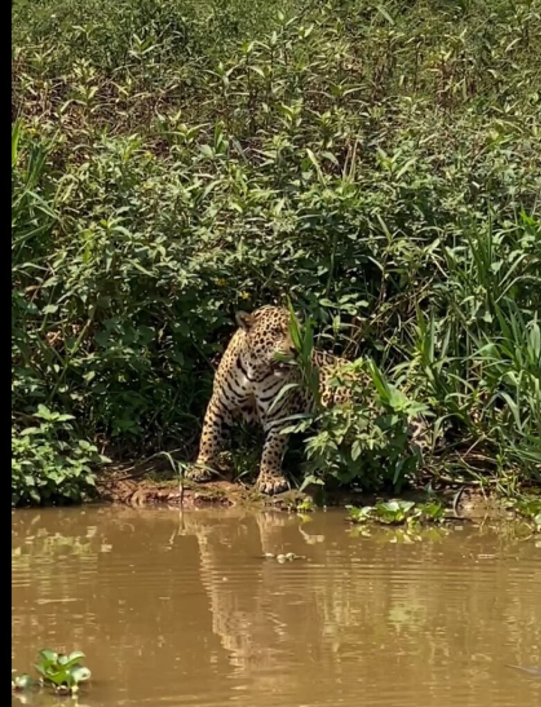 No Brasil, as onças pintadas são consideradas uma espécie ameaçada de extinção.