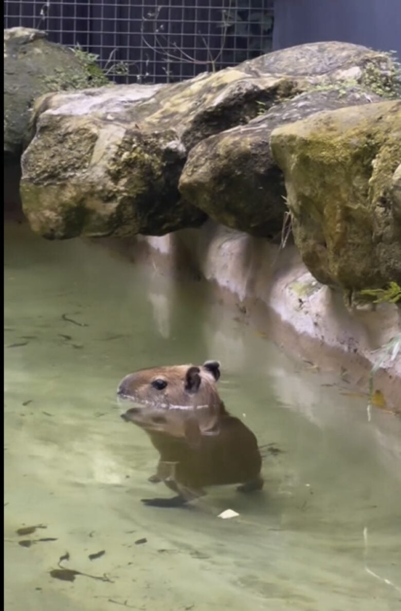 Vídeo editado combina passos do animal com música de Michael Jackson