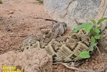 Especialista em serpentes registra momento raro na natureza