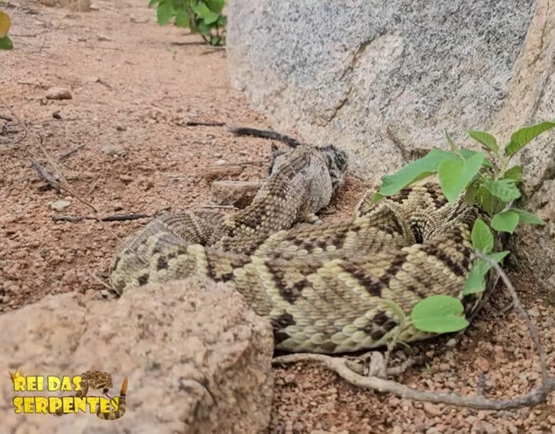 Especialista em serpentes registra momento raro na natureza