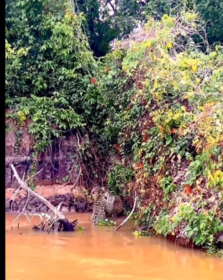 Onças-pintadas vocalizam de forma atípica no Pantanal