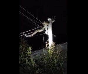 Jiboia gigante pendurada em fios de energia causa espanto em moradores